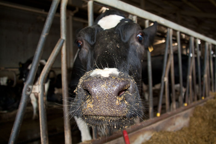 Интересные факты о коровьем молоке
