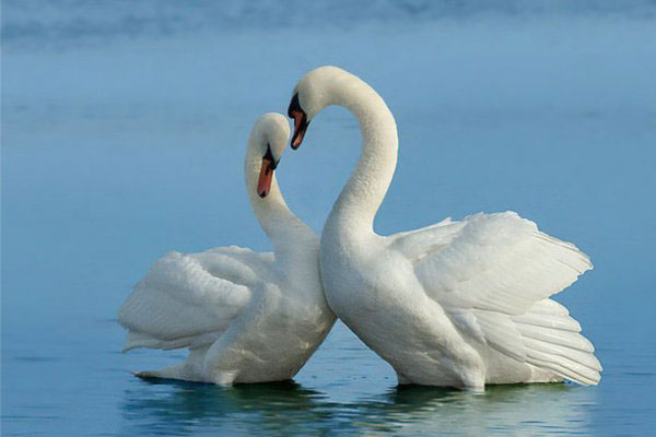 Лебеди - символ любви и верности