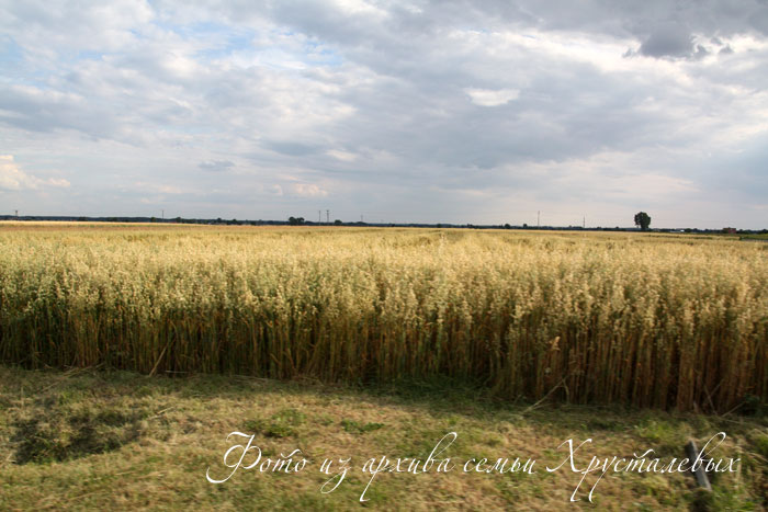 Поле пшеницы в Польше