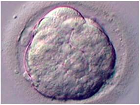 2аа эмбрион на 5 день