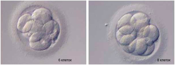 Качество эмбриона и развитие ребенка thumbnail
