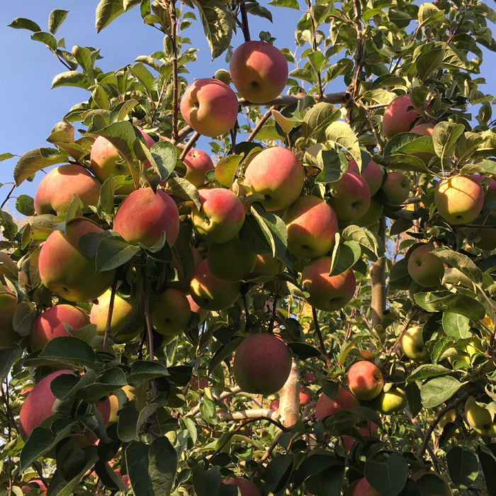 Как правильно выращивать яблоки