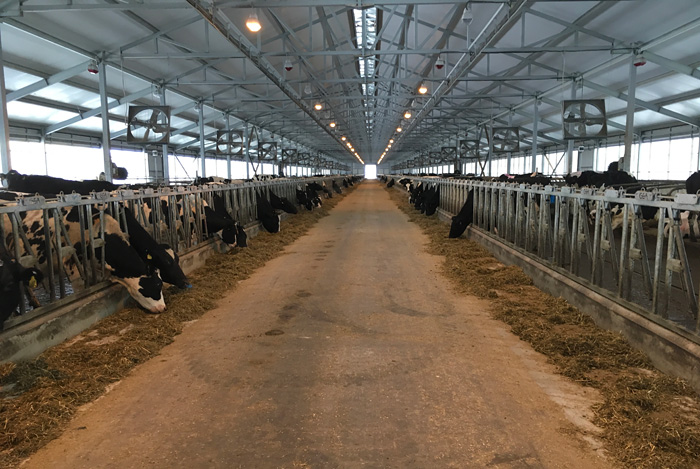 Молочная ферма. Коровник на 1400 коров с беспривязным содержанием