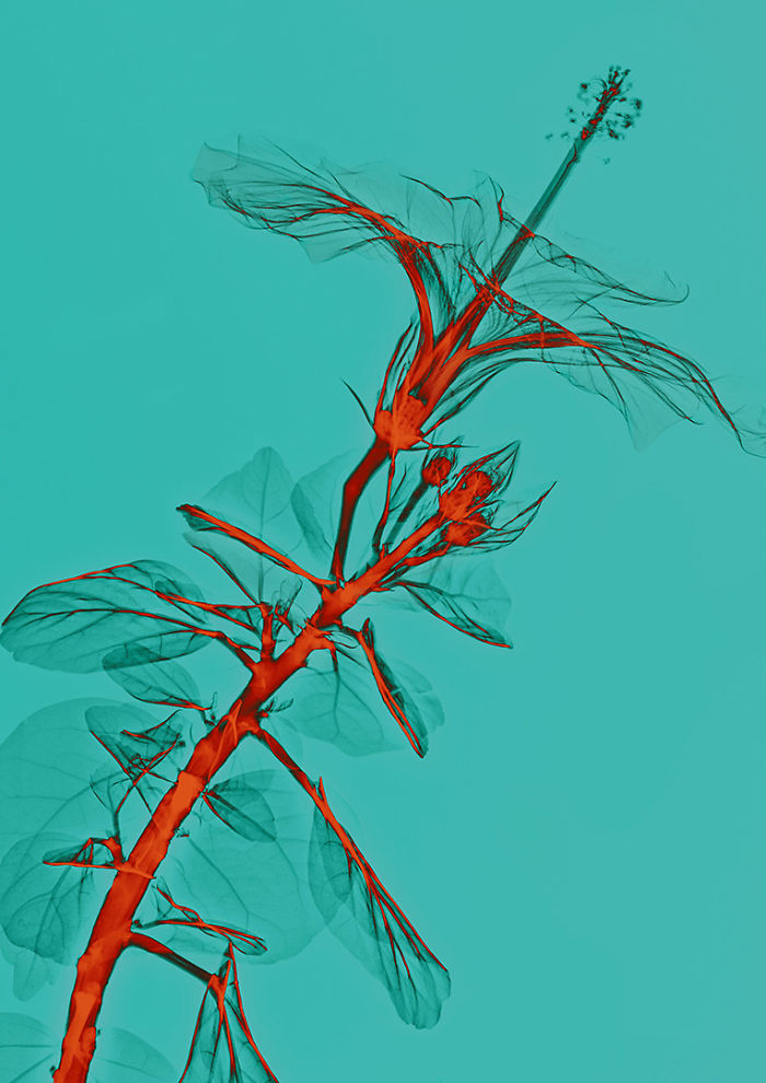 Фото цветка, сделанное с помощью рентгена