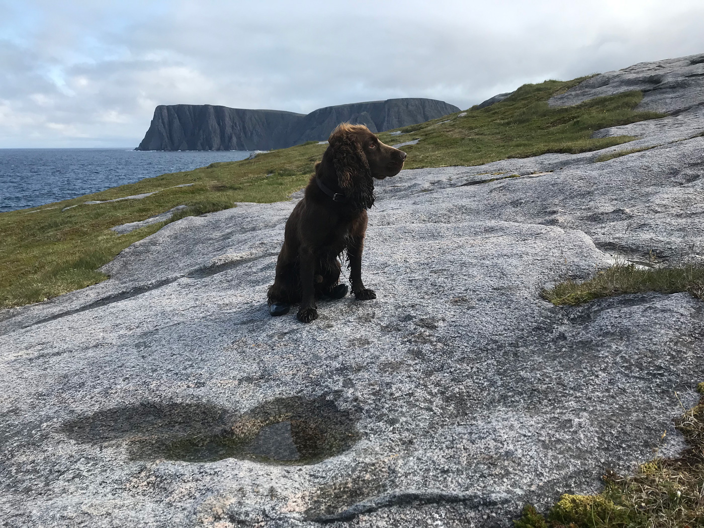 В Норвегию с собакой