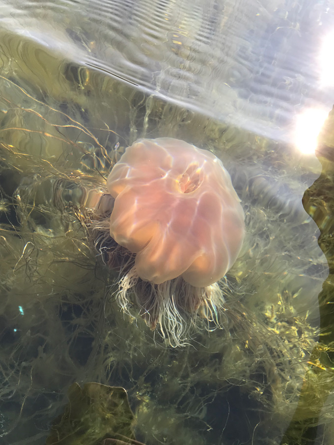 Медуза в Норвежском море