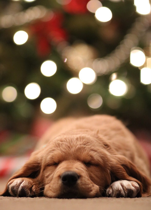 Новый год - стресс для собаки. Photo by Mark Zamora on Unsplash