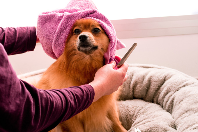 Мытье и стрижка для собак