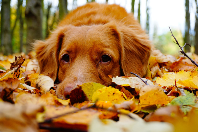 Чем опасны для собак осенние листья