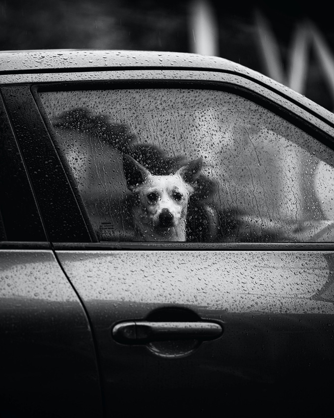 Прогулка с собакой в дождь