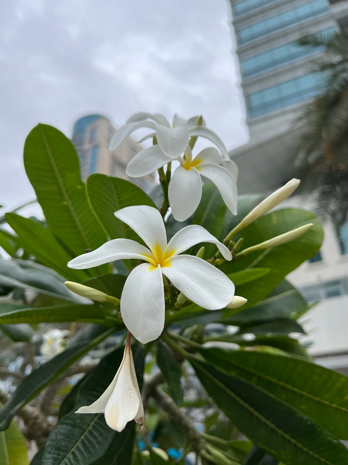 Цветы в Дубае