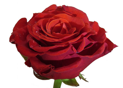 Алая роза - символ любви и страсти