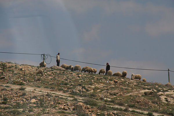 Современные пастухи в окрестностях Вифлеема