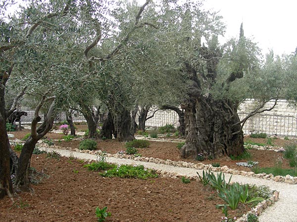 Древние оливы в Гефсимании