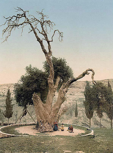 Мамврийский дуб в начале XX века
