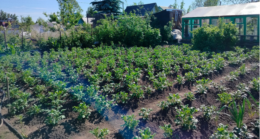 Сажаю между рядами картошки и получаю урожай в два раза больше: подсмотрел у соседа-фермера - рабочая схема для дачников