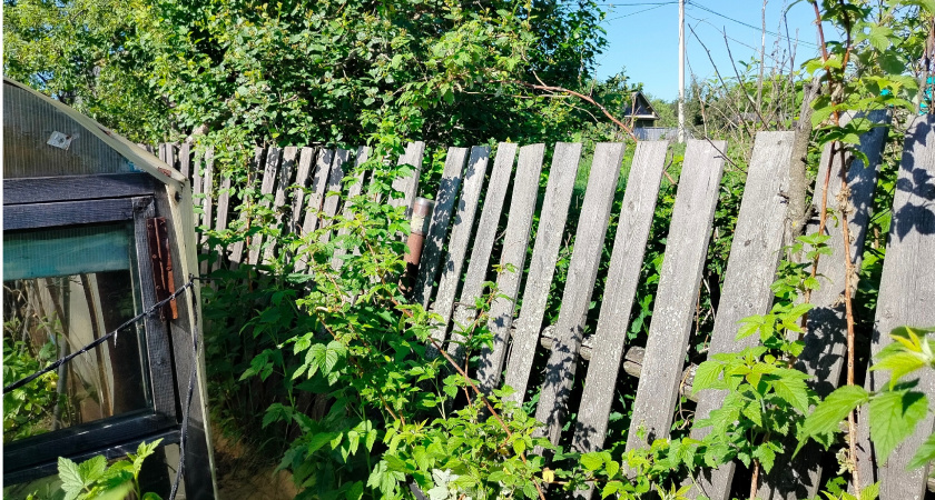 Купили свекрови отдельную дачу. А она вместо работы в огороде целыми днями у нас на соседнем участке торчит