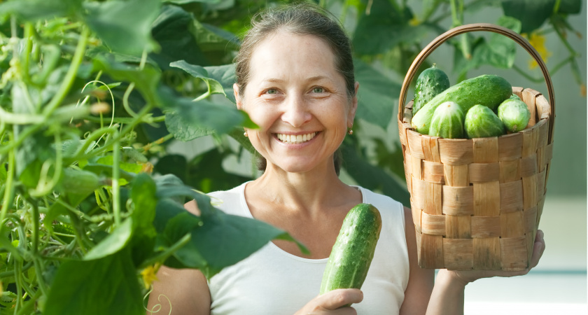 Огурцы, черника и 22 июля: обычаи, приметы и праздники этого дня в народном календаре