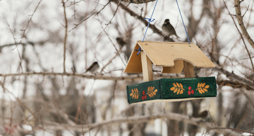 Кормушки для птиц: зимнее доброе дело всей семьей