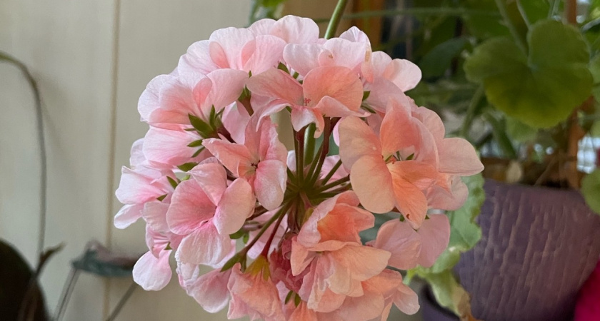 Герань в январе только этого и ждет: развожу 1 таблетку - и любуюсь, как бутоны лезут без остановки