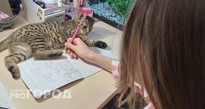 Урок послушания: что на самом деле скрывается за новой оценкой за поведение в дневнике