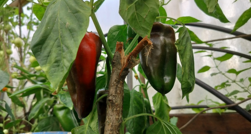 Перцы на рассаду у меня всегда крепкие и жилистые - выращиваю на подоконнике без хлопот. Рассказываю 5 приемов