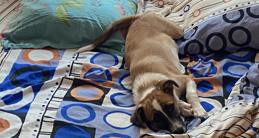 0% агрессии и 100% любви: эти 5 пород собак идеальны для семей с детьми - станут лучшим другом на долгие годы