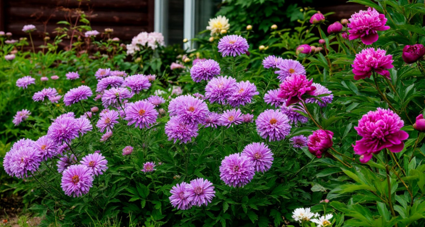 Сад для занятых: выбирайте любой из 5 эффектных и чудесных многолетников - растут сами