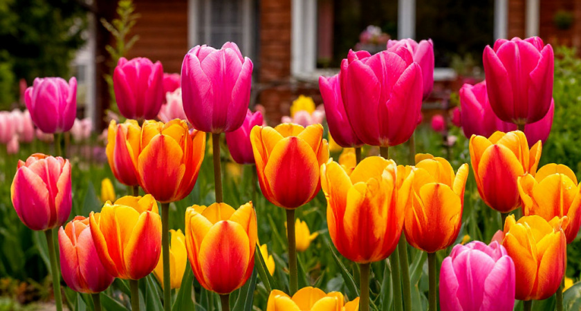 Клумба как из журнала: необычные тюльпаны стали главным украшением сада - неприхотливые в уходе, но с эффектом "вау"