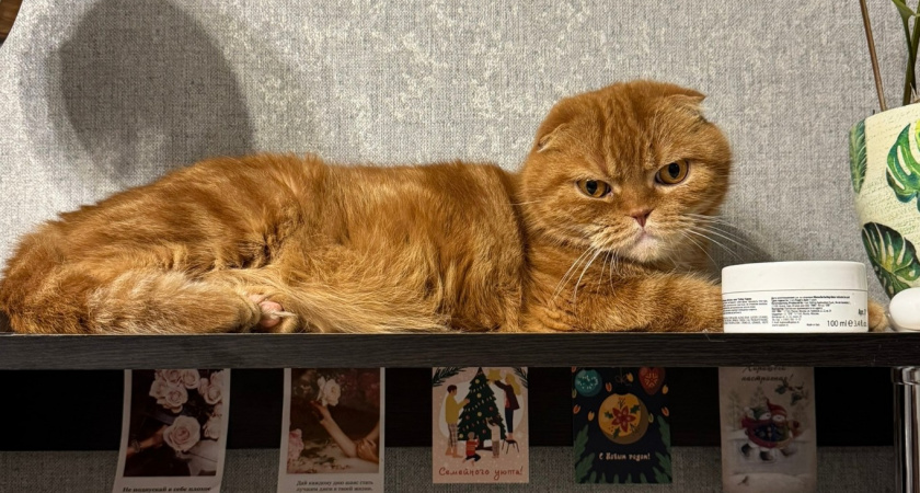 Никаких "кис-кис": 4 звука, на которые кошка прибежит из самой дальней комнаты - о них должен знать каждый хозяин 