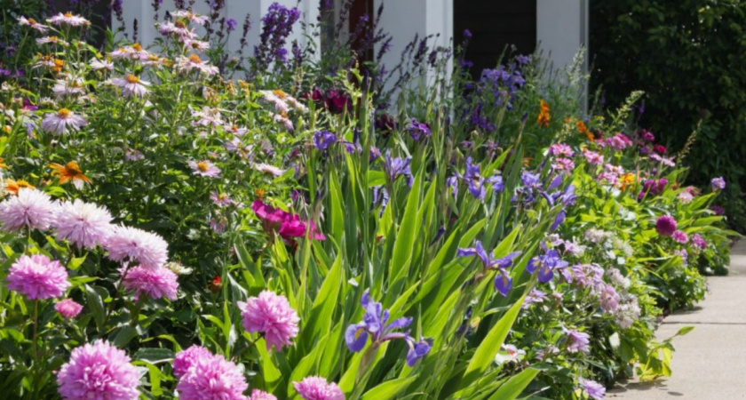 Сад для занятых: выбирайте любой из 5 эффектных и прекрасных многолетников - растут без ухода