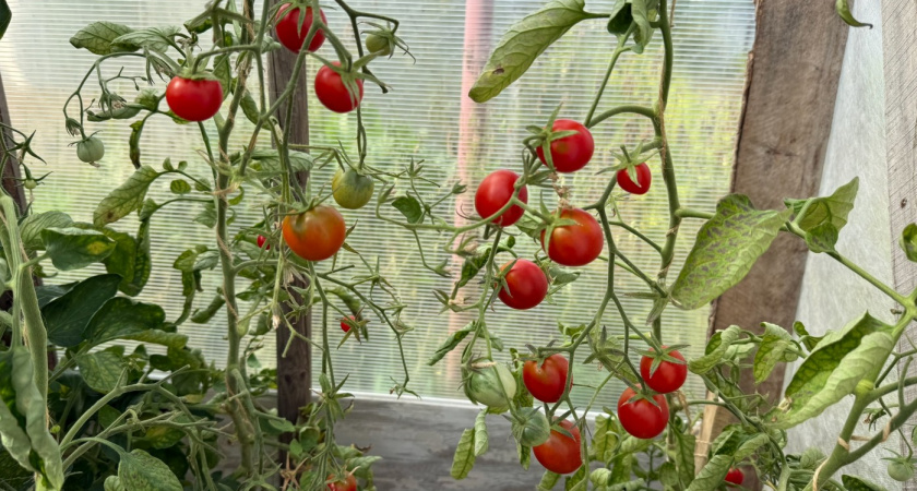 Сорта этих томатов сметают пачками - они самые урожайные: таскать будете ведрами