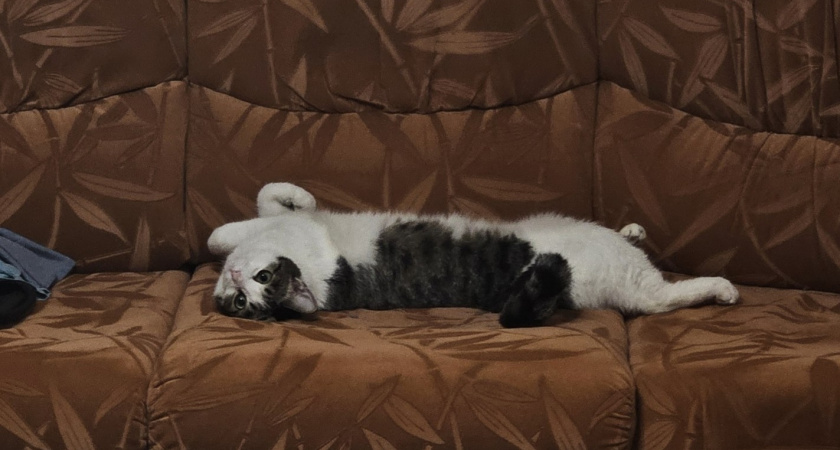 Быстро и безболезненно отучила своих кошек драть диван - копеечный способ. Теперь и близко не подходят 