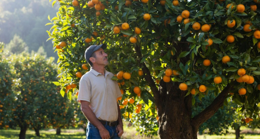 "Лучше оставлю гнить на ветке": фермер из Абхазии рассказал, почему не продает мандарины в Россию