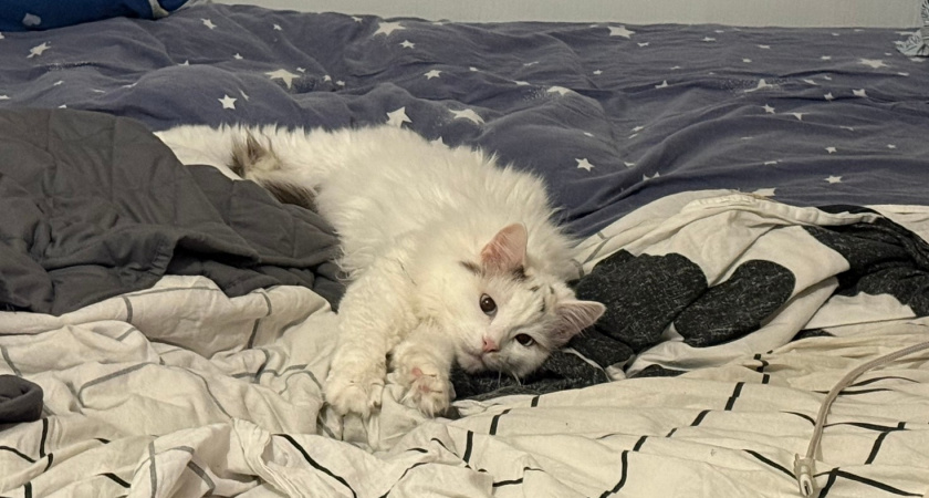 Как нельзя кормить сухим кормом кошку: эти 5 ошибок допускают 90% владельцев