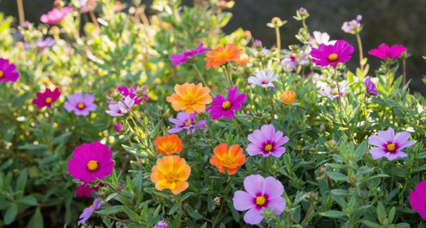 Эффектные однолетники - посейте один раз, а на следующий год они сами вырастут: неприхотливые и радуют весь сезон