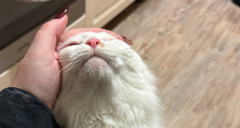 Как кошка показывает, что считает вас "мамой" или "папой": обязан знать каждый хозяин