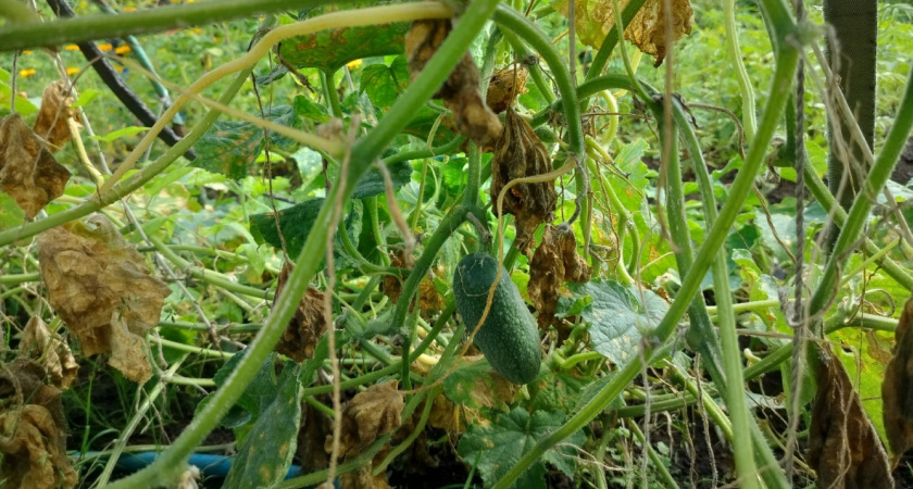 В новом сезоне буду сажать только 1 сорт: огурцы "штампует" в теплице как сумасшедший - в узле сразу по 8 штук