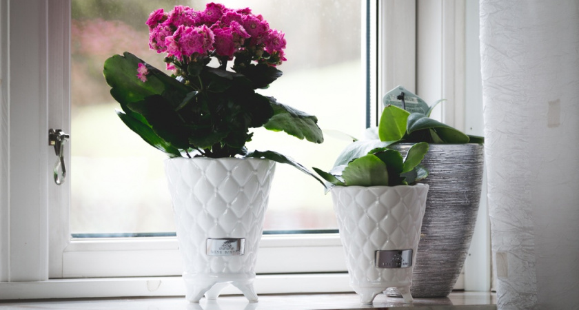 Знающие люди никогда не ставят эти растения в детские комнаты: проверьте, кто живет в вашем доме