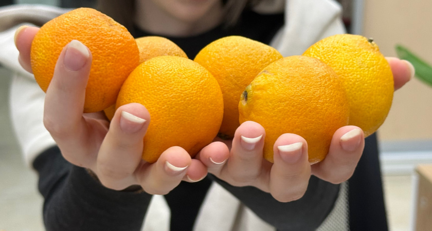 Продавцы терпеть не могут, когда покупатели это знают: как определить сладость мандарина по кожуре