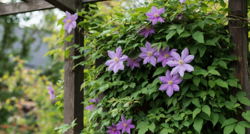Петунии и гортензии в пролете - наши сады завоевал новый многолетник: бархатный и очень нежный