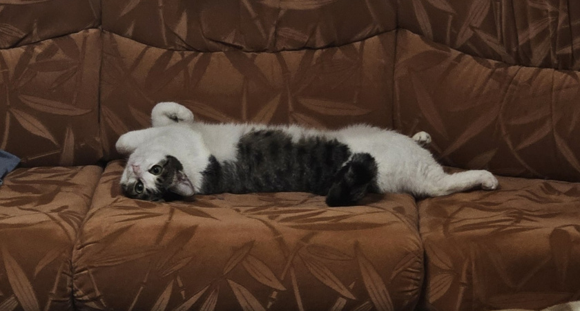 Почему кошки приносят мышей своим хозяевам - ответ не на поверхности. Должен знать каждый владелец