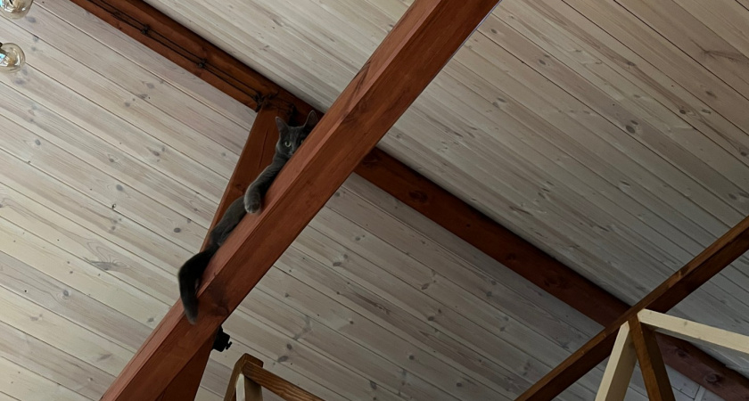 Натяжной потолок прошлый век - зачем переплачивать? Ушлые хозяева нашла классную альтернативу 