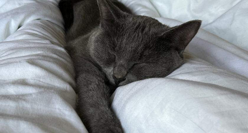 Почему ночью кошка спит с человеком - 7 причин: от каждой наворачиваются слезы умиления 