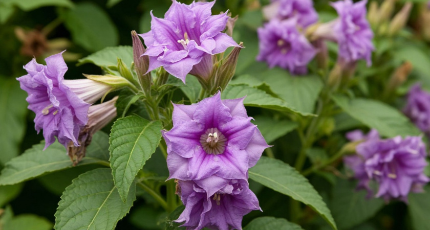 Петунии прошлый век - эффектный однолетник для экзотического сада: цветет с июля по октябрь. Такой красоты вы не видели