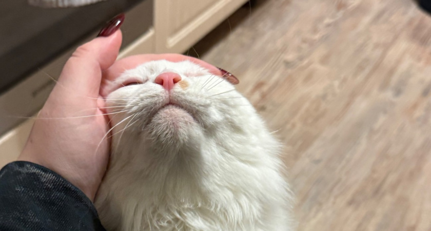 Почему кошка кусает руку, когда ее гладишь - запомните раз и навсегда