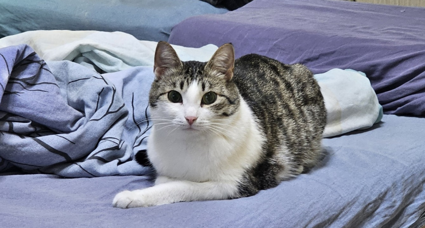 Почему кошка бросается на ноги и кусает: 4 причины - зоопсихологи объяснили, что с этим делать