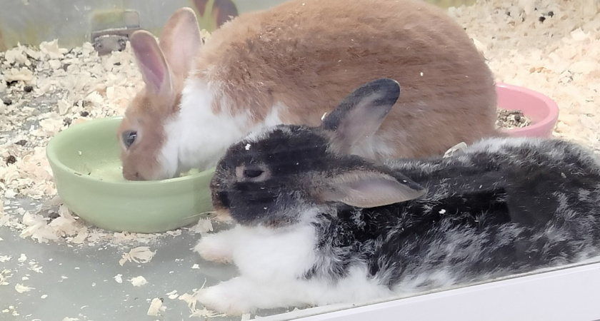 Не кошки и не собаки: вот каких животных можно завести для ребенка. Обязан знать каждый родитель