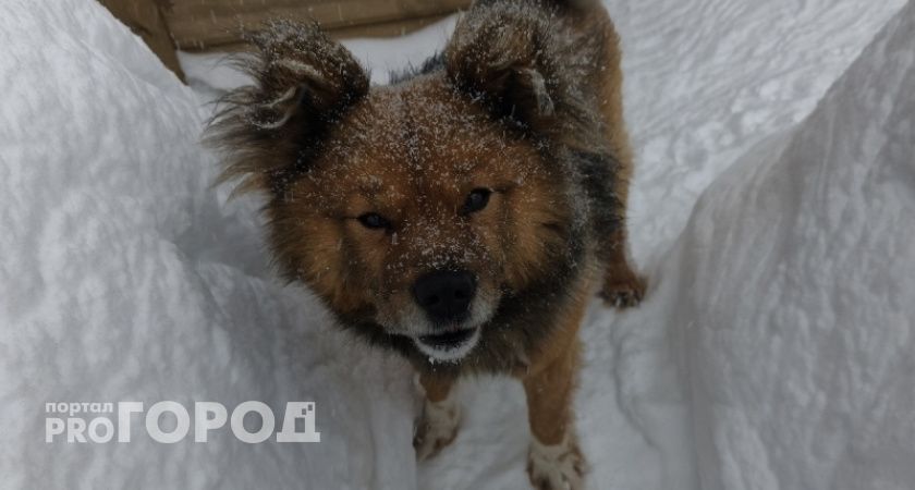 В США бездомная собака нашла пропавшего ребенка и привела полицию прямо к машине