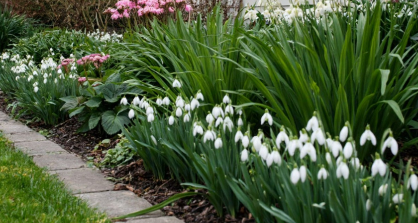 Шикарные многолетники для тенистого сада - выносливые и неприхотливые: выбирайте любой из 4